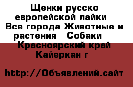 Щенки русско европейской лайки - Все города Животные и растения » Собаки   . Красноярский край,Кайеркан г.